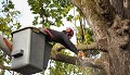 Marquand Park Tree Removal Experts